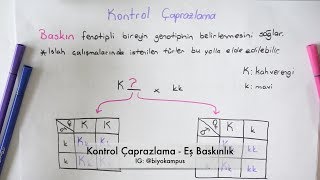 Kalıtım 10 Sınıf  Kontrol Çaprazlaması ve Eş Baskınlık [upl. by Trudy]