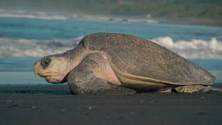 ONDATA DI NIDI LE TARTARUGHE MARINE INVADONO LE SPIAGGE ITALIANE IN CAMPANIA IDENTIFICATI 104 [upl. by Annah]