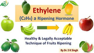 EthyleneC2H4 a Ripening Hormone Healthy amp Legally Acceptable Technique of Fruits Ripening [upl. by Twyla]