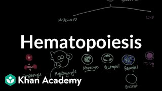 Hematopoiesis  Hematologic System Diseases  NCLEXRN  Khan Academy [upl. by Kussell]