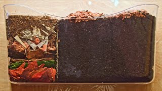 Red Wiggler Worms Horizontal Migration TimeLapse Days 035 FULL  vermicomposting [upl. by Lekram341]