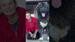 Caucasian Shepherd is one of the most beautiful races in the world  bigdog dog dogs doglover [upl. by Yleak]