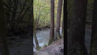 Tent Camping on the River at Elkmont Campground in the Great Smoky Mountains [upl. by Allianora]