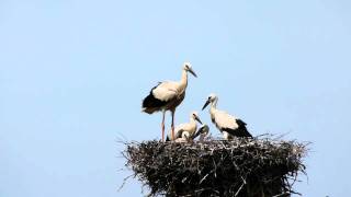 Cigogneau faisant quot lhélicoptèrequot et gênant un peu ses 4 frères et soeurs [upl. by Nawrocki]