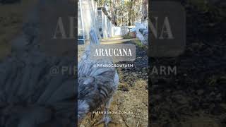 Araucana Blue amp Splash Breeders 202425 pipandgrowfarm [upl. by Oicnanev]