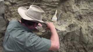 Fossil hunting with PaleoAdventures  in the quarry at last [upl. by Erroll934]