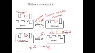 Biochemistry enzyme mechanism of action بايوكيمستري انزيمات [upl. by Atalee513]