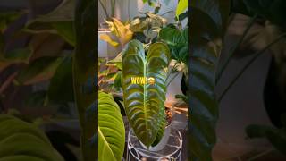 Philodendrons Anthuriums PHILODENDRONS houseplants plants philodendron [upl. by Elmo]