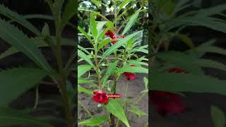 দোপাটি Impatiensbalsamina balsam Balsaminaceae [upl. by Jemie]