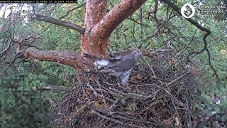 Goshawks RigaBKUS ☆ 7 Oktober [upl. by Ahtimat]