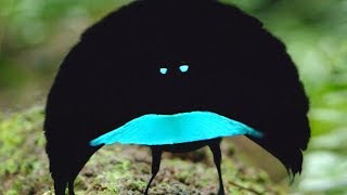 A new species The Vogelkop Superb BirdofParadise [upl. by Odnalra710]