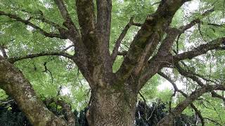 Common ash  entire tree  July 2024 [upl. by Cathi450]