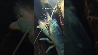 Bamboo amp Vampire Shrimp 🦐 2 Simple Feeding Tips For Fan Shrimp Care [upl. by Nilam]