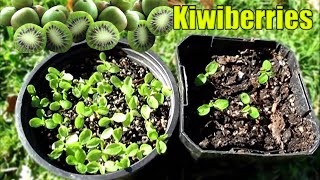 Growing Kiwiberries From Seed  2 Methods [upl. by Ettenaj]