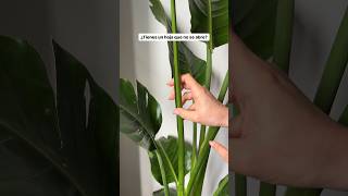 strelitzia plantas plantasdecasa tutorial [upl. by Alger]