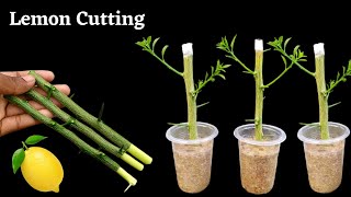 How to propagate lemon tree from cuttings  grow lemon tree cutting [upl. by Nitsrek]