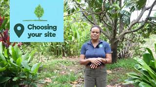 How to grow breadfruit [upl. by Nossila]