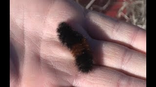 How a wooly bear caterpillar survives the winter [upl. by Aloysius339]