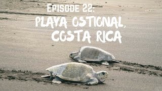 quotLa Arribadaquot Turtle Nesting on Playa Ostional Costa Rica [upl. by Acnoib374]