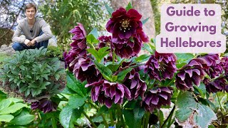 Hellebores  Complete Growing Guide  Best Evergreen Shade Perennial [upl. by Enyleve]