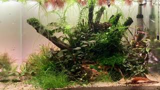 Feeding my Corydoras pygmaeus with Artemia [upl. by Lib]