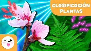 Clasificación de las PLANTAS según sus FLORES 🌼🌳Criptógamas y fanerógamas 🌸 Ciencias Naturales [upl. by Aliam463]