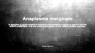 Medical vocabulary What does Anaplasma marginale mean [upl. by Nhguahs]