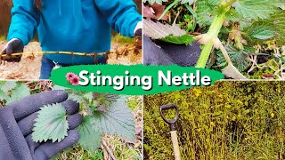 Stinging Nettle  The weed that bites back and why we love it anyway [upl. by Enelez76]