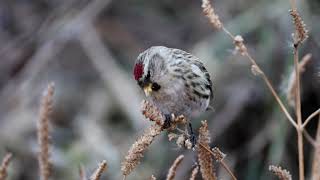 홍방울새Common redpoll 암컷 [upl. by Omle780]