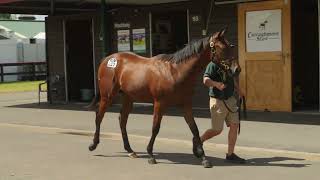 KARAKA 2024  LOT 227  SNITZEL x MILUNKA BAY COLT 200000 [upl. by Aicekal448]