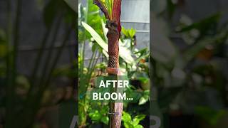 Amorphophallus spectabilis after bloomingamorphophallus garden nature bloom plantvanjava reels [upl. by Lejeune]