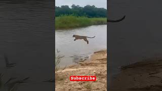 Watch how leopards cross the stream [upl. by Enitnatsnoc926]