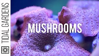 Mushroom Corals [upl. by Eiboh222]