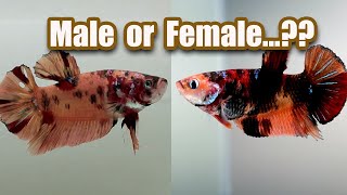 How to identify MALE and FEMALE betta Fish quot Female betta fish make bubble nestsquot [upl. by Incrocci]