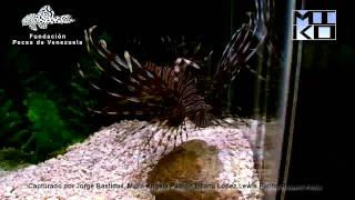 Pterois volitans [upl. by Eek693]