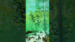 Guppies and mollies fish guppy aquarium mollyfish fishaquarium shortvideo youtubeshorts [upl. by Llertram784]