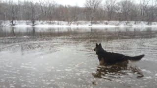 Shepherd VS Irish Wolfhound [upl. by Oyek]