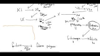 Hemodynamics 2  General Pathology [upl. by Ynnavoig]