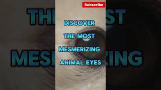 Top 10 Animals with Unique Eyes [upl. by Bogusz571]