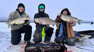 Hmong Tullibee White Fish Fishing at Leech Lake [upl. by Denny]