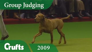 Hungarian Vizsla wins Gundog Group Judging at Crufts 2009  Crufts Dog Show [upl. by Lytton]