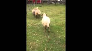 quotAwassiquot fat tail rams  shaking their thing [upl. by Barnie]