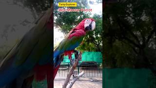 Red Macaw Parrot  Macaw Parrot Blue Macaw Parrot  Parrot  Parrot Talking  TariqExplorer [upl. by Ranee]