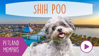 Shih Poo Fun Facts [upl. by Apollo82]