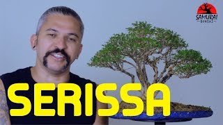 Serissa Transplante e poda Bonsai para iniciantes [upl. by Inimak]