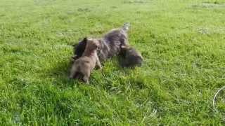 chiot cairn terrier de la Terrardiere avec Bonny [upl. by Kathrine]