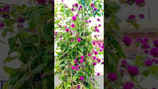 Gomphrena flowersgomphrena gomphrenaflowers natureplants houseplants tarrecegarden [upl. by Nnyllaf]