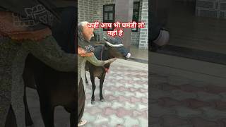 घमंडी gauseva gaumata cow gau gaiya cowlovers youtubeshorts viralshorts trendingshorts god [upl. by Oiramal]