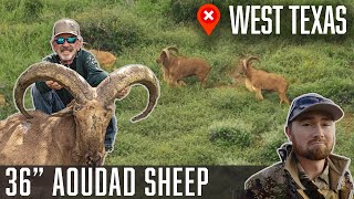 36quot GIANT AOUDAD Sheep West Texas  Wildlifers [upl. by Lleraj]