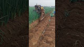 Mechanized harvesting of green onions  good tools and machinery make work more efficient [upl. by Yrro]